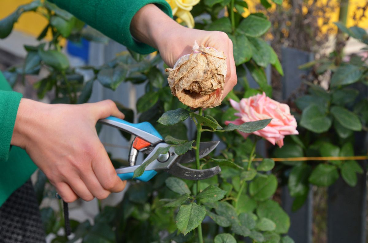 Deadheading Your Roses ~ Summer Pruning Workshop
