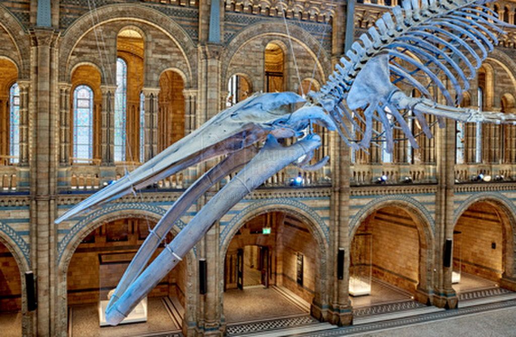 London Natural History Museum - Free Days
