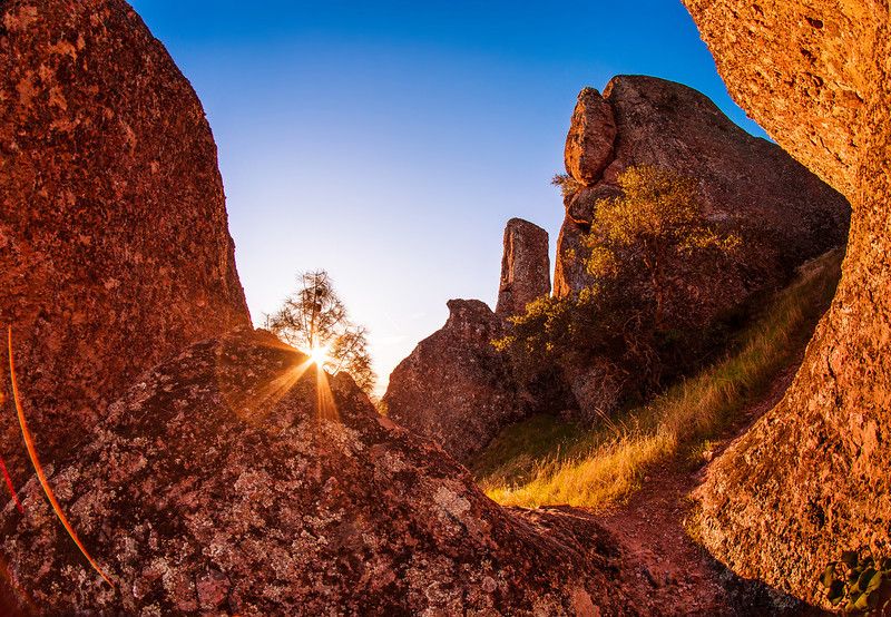 Pinnacles: Wildflowers and Meteor Showers Campout!