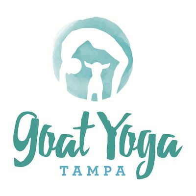 Goat Yoga Tampa