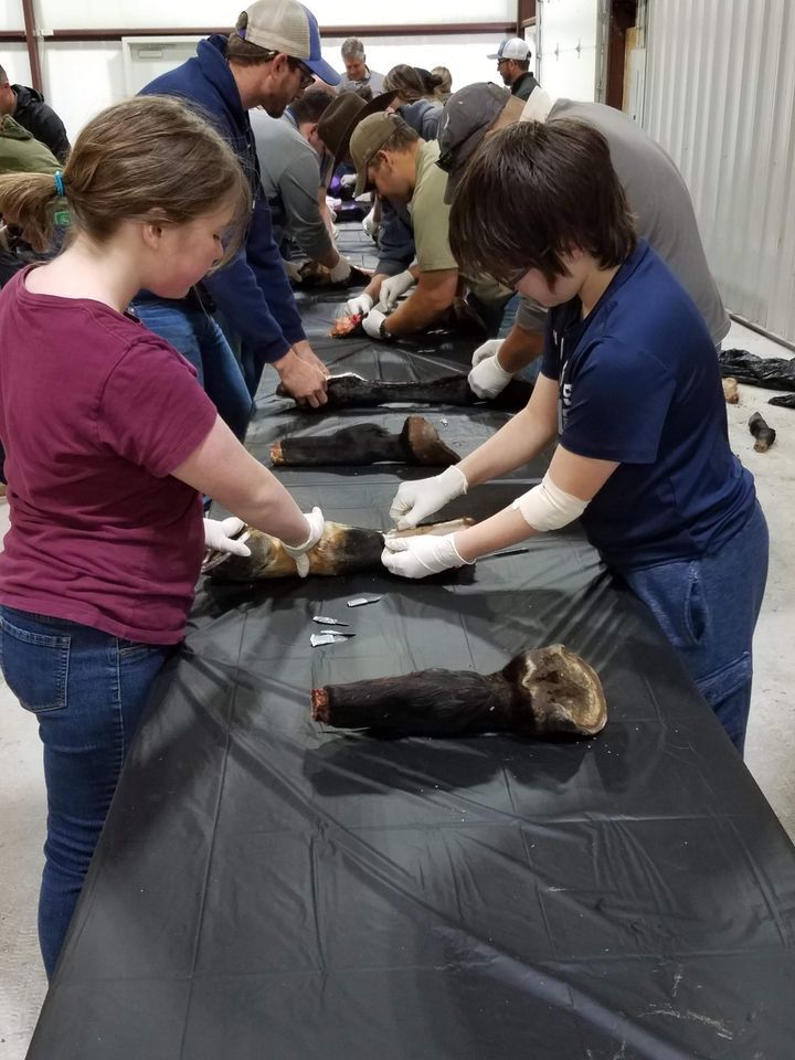 Equine Anatomy Clinic & Wet Lab