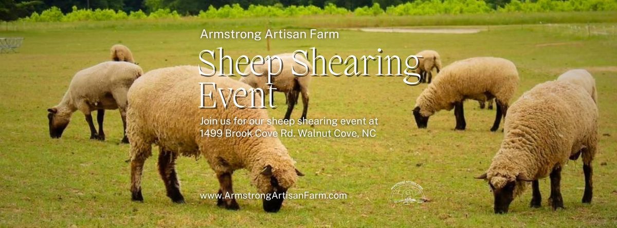 Shearing Day at Armstrong Artisan Farm