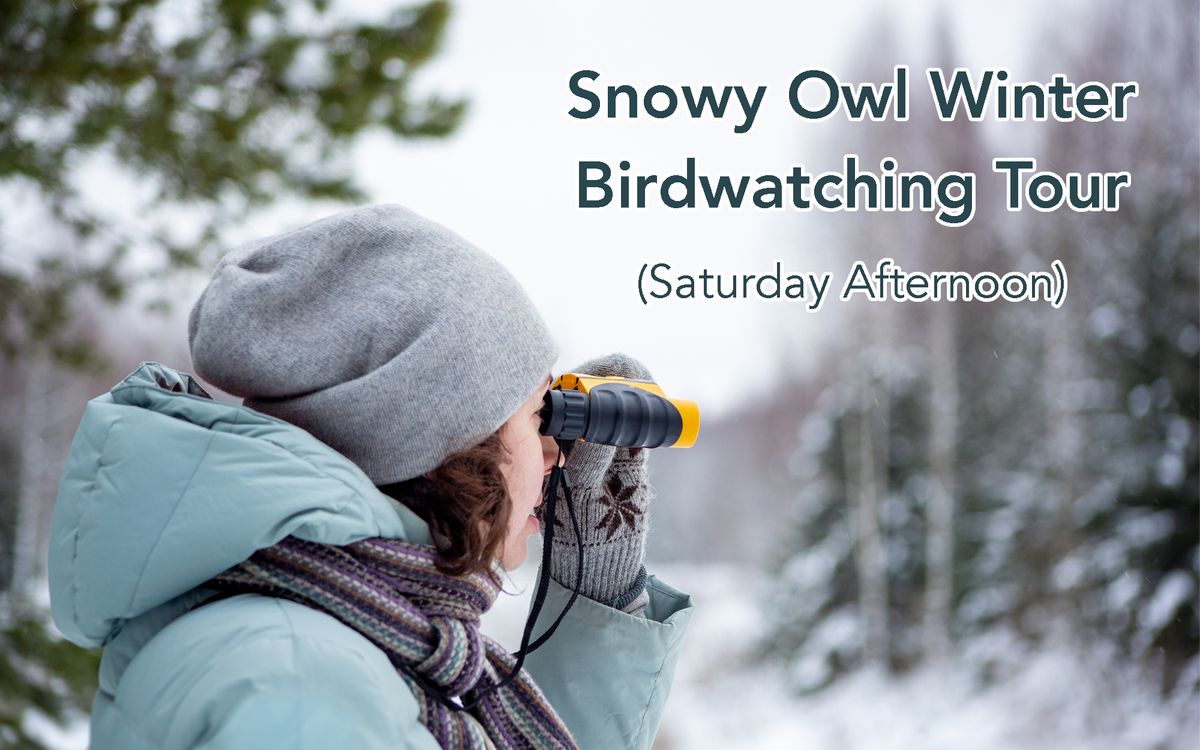 Snowy Owl Winter Birdwatching Tour (1-5 PM) 