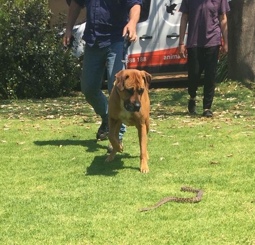 Animal Ark Snake Avoidance Training for Dogs Gnangara, Perth