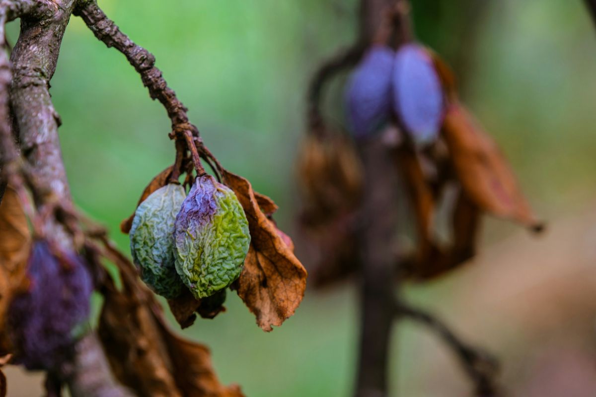 Raisins Into Gold: Amarone