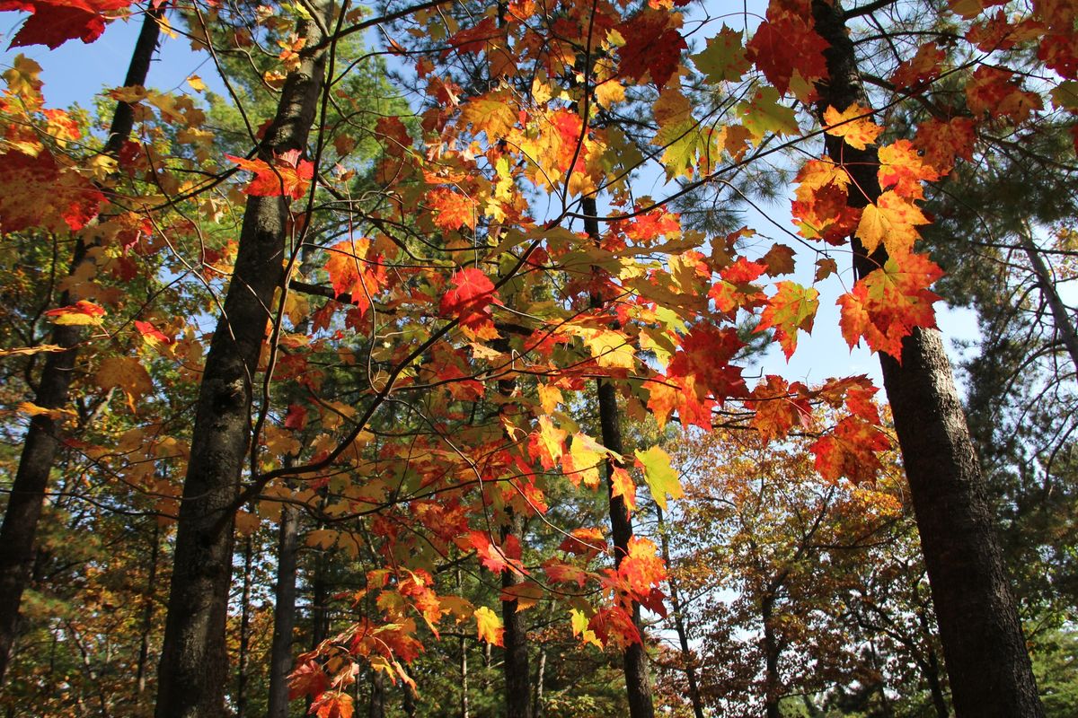 Plein Air Painting: Fall Sceneries