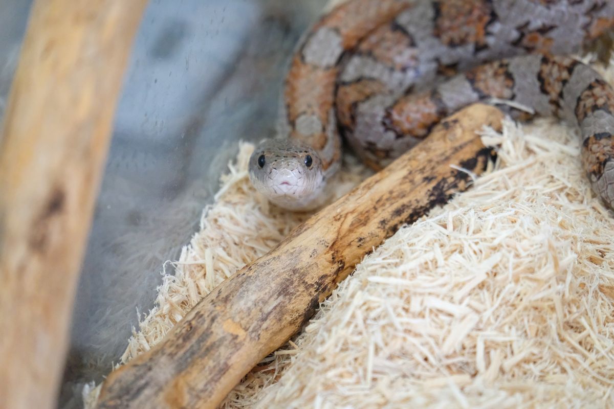 Meet the Animals: Reptile Rendezvous