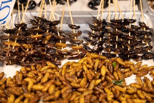 La THa\u00eflande autrement que touristique: les insectes