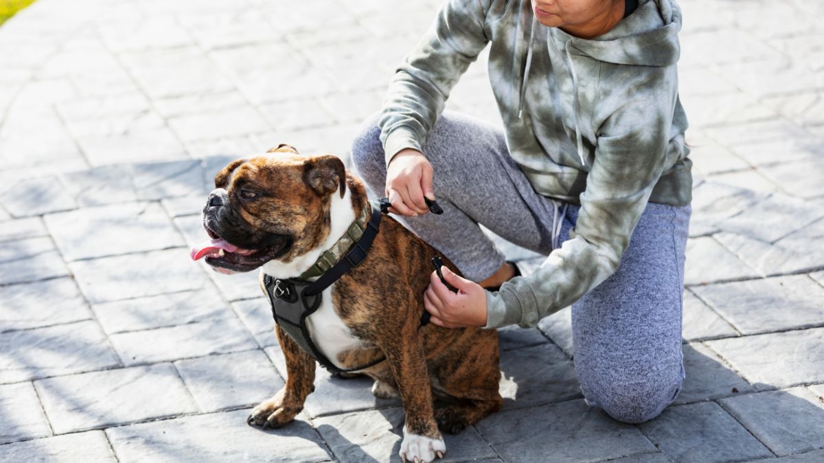 Cooperative Care Class - Touch & Harness Desensitization 