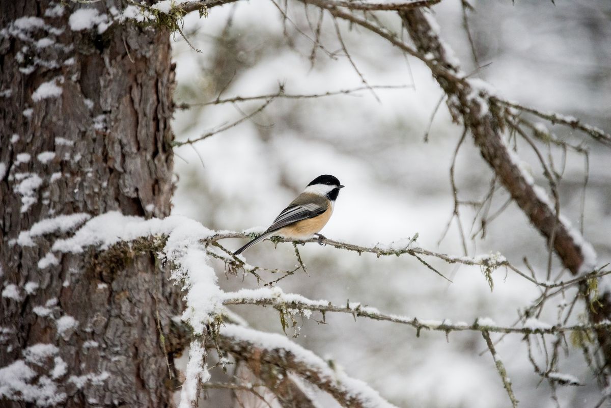 Winter Birds of Forest Lawn