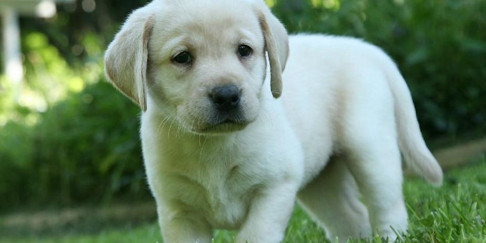 Puppy Yoga at the Animal Welfare League of Arlington