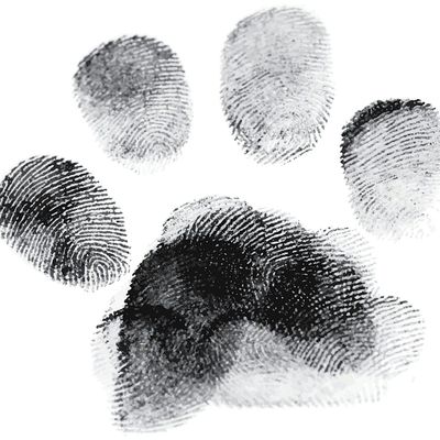 Bowie Barker Livermore