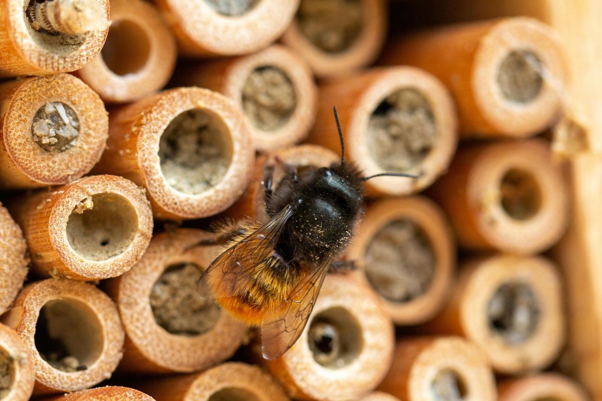 Solitary Bee Hotel Making Demonstration