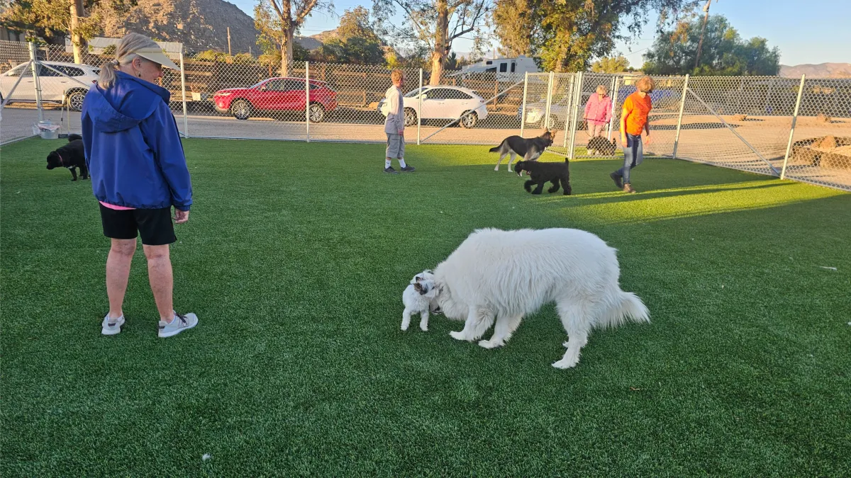 11\/1\/25, class 1 of 6: Dog Social Prep Class - any age, all size dogs