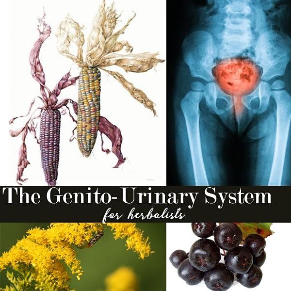 The Genitourinary System for Herbalists - 2021