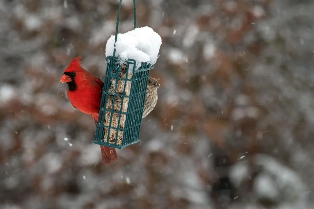 Rogersville Rangers - 1st Meeting (Qtr. 1) - Bird Feeders\/Houses