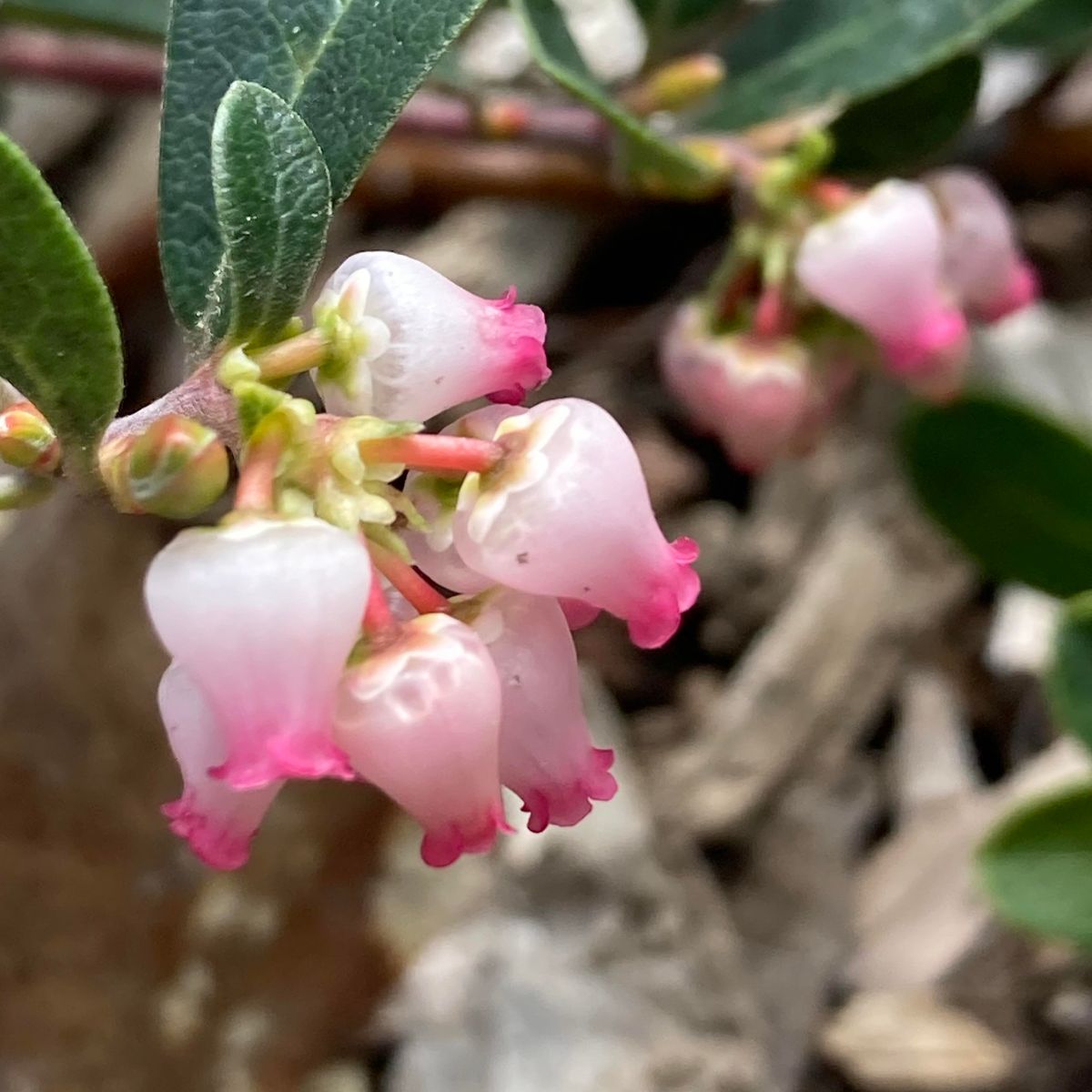 Gardening with Pacific Northwest Native Plants