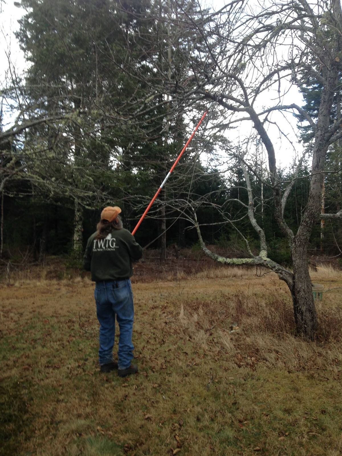 Proper Pruning of Apple Trees 