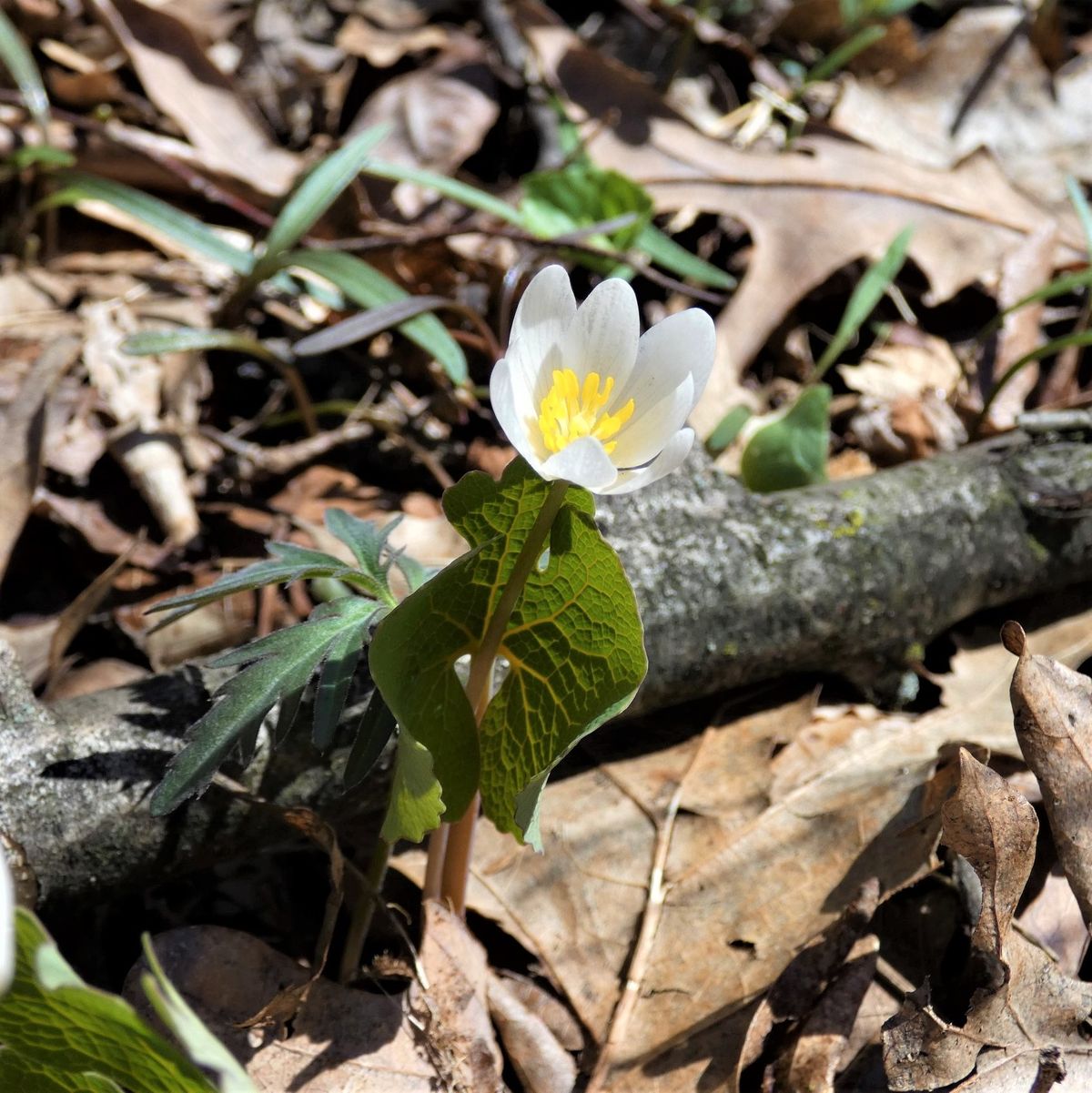 Spring Wildflower Hike