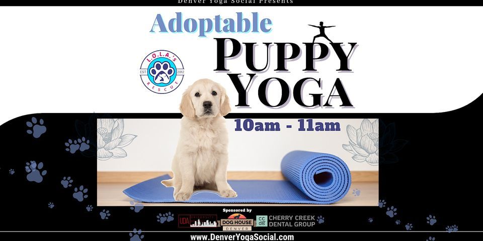 Adoptable Puppy Yoga at the Dog House Denver, 5010 East Colfax Avenue ...