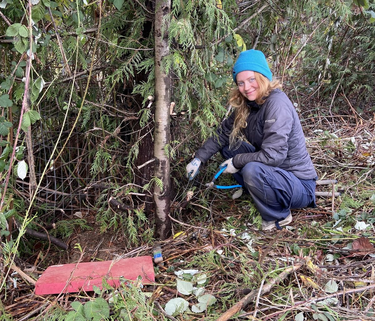 Stream Team Tree Crew