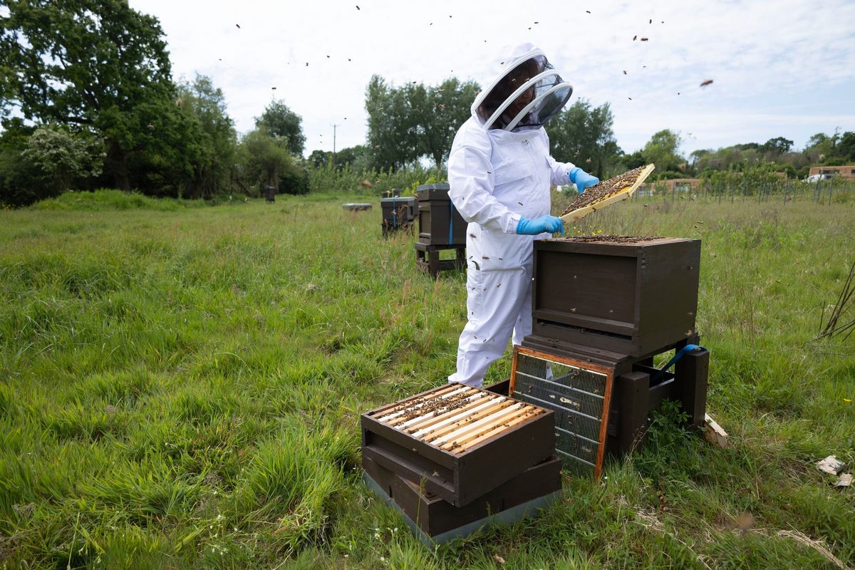   Talk - How  Romans Kept Bees to Modern Day 