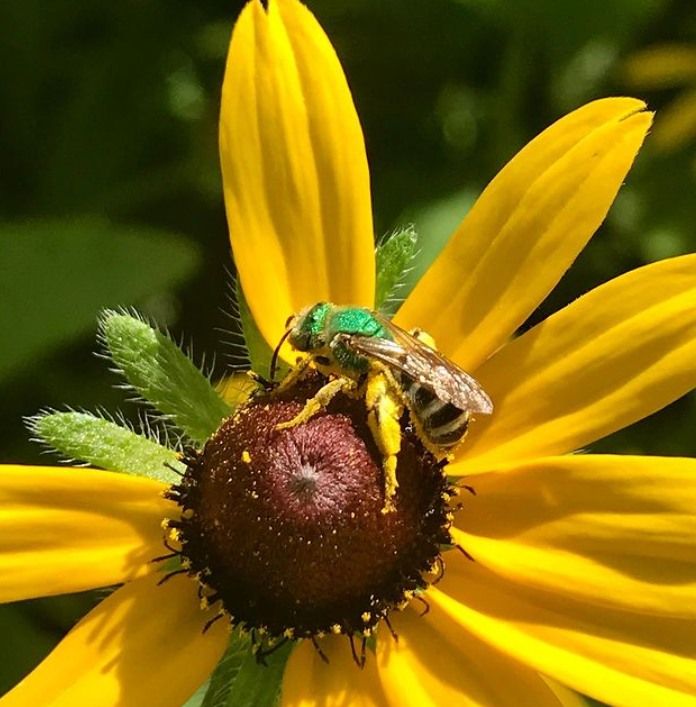 4th Annual Pollinator Party!