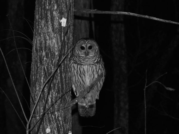 Guided Night Hike at Crews Lake Wilderness Park | Presented by Pasco Outdoor Adventures