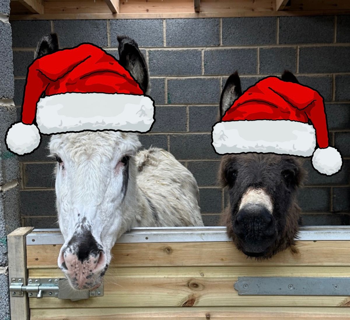 Fundraising Meet Santa at Wonkey Donkey and Nativity Scene Weekend