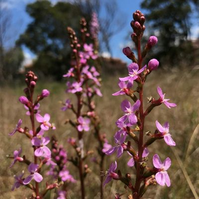 Darebin - Environment and Natural Resources