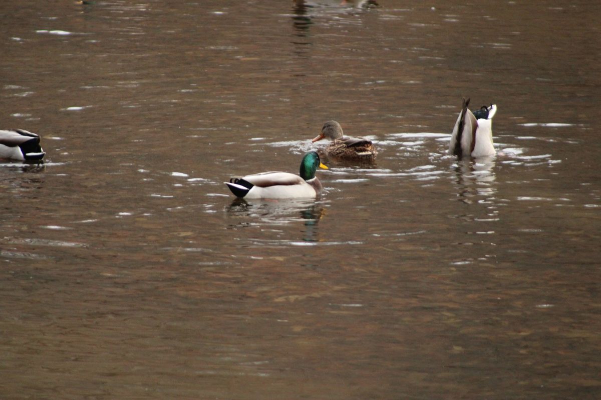 Monthly Bird Walk