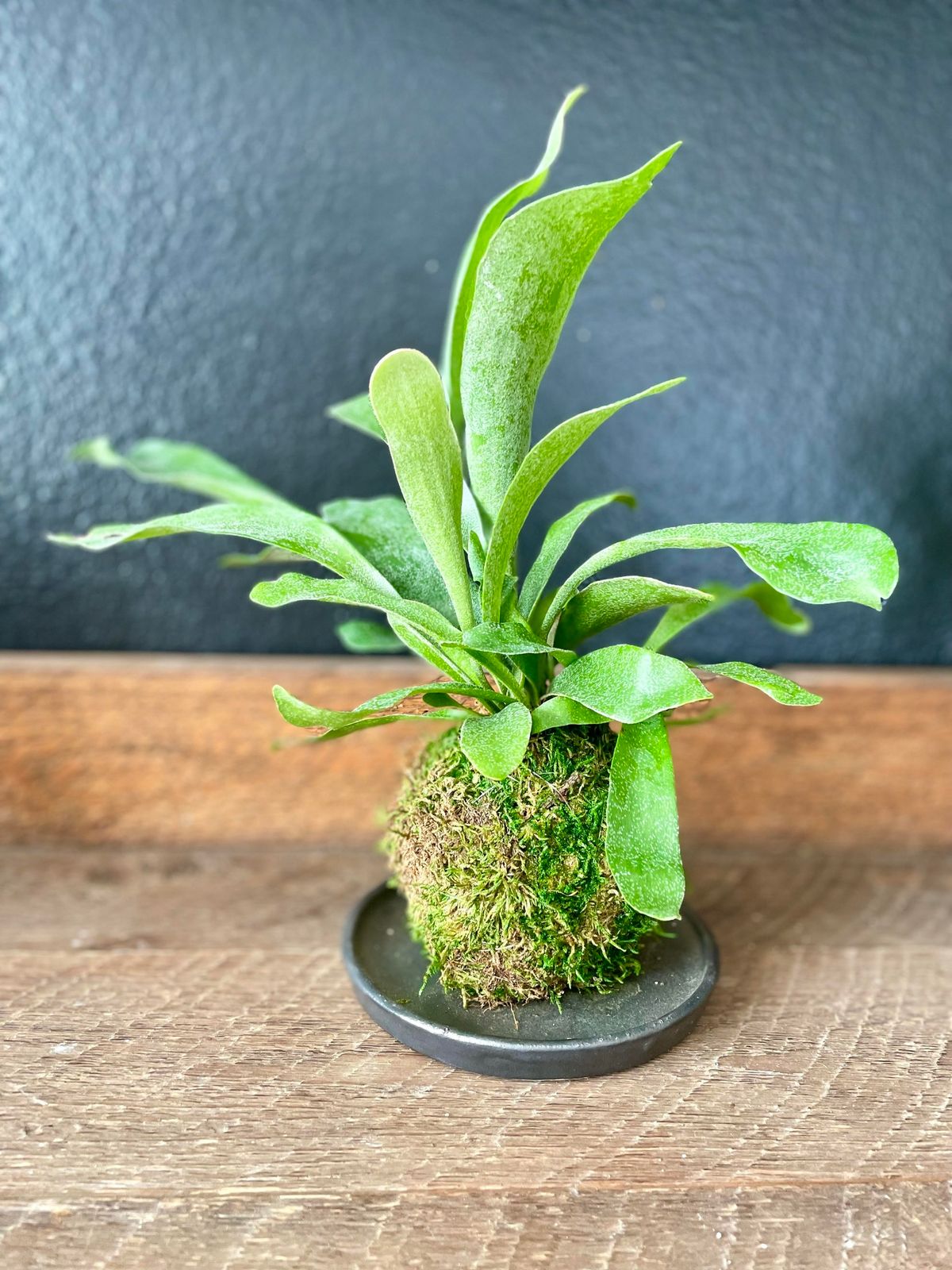 Kokedama Workshop 2\/8 at 12pm