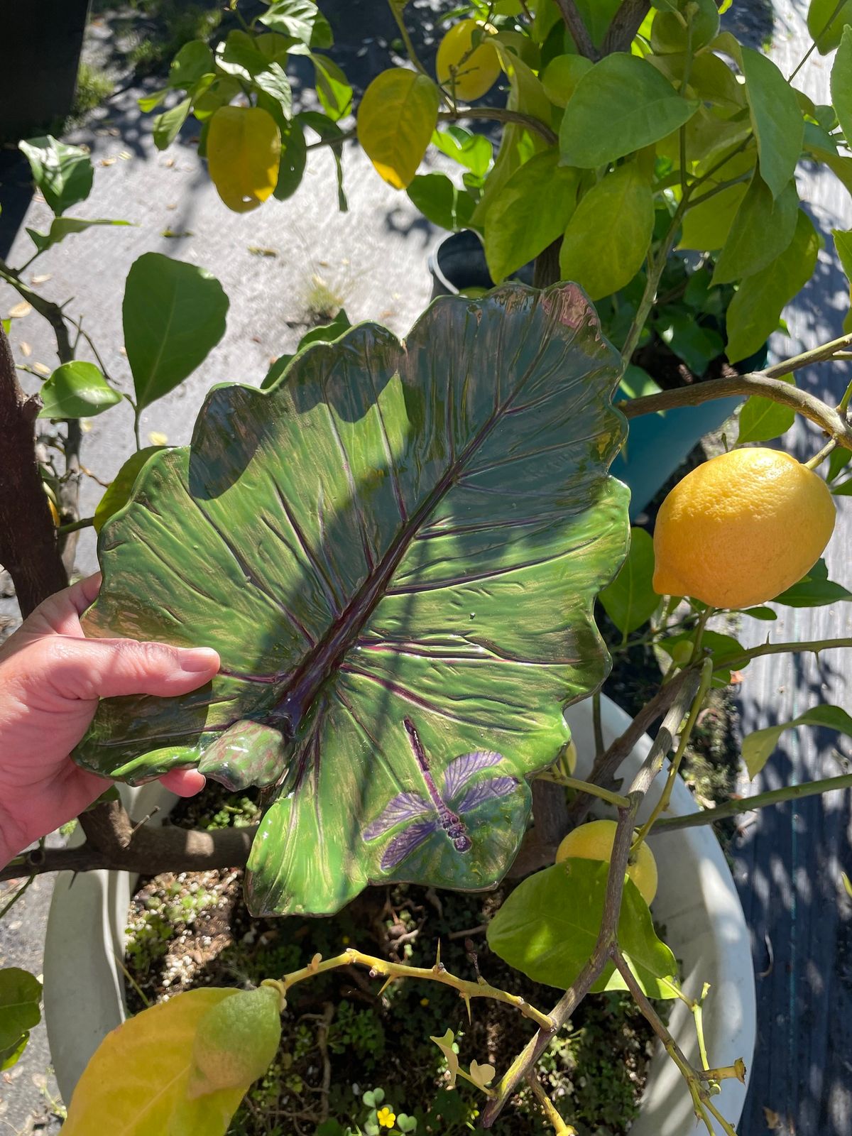 New Class for Tropical Leaf Pottery