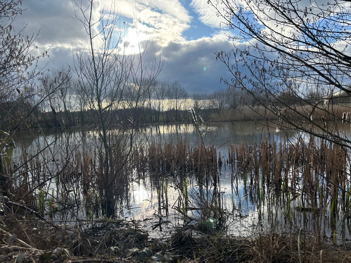 Taunton Wildlife Watch: Pond Dip