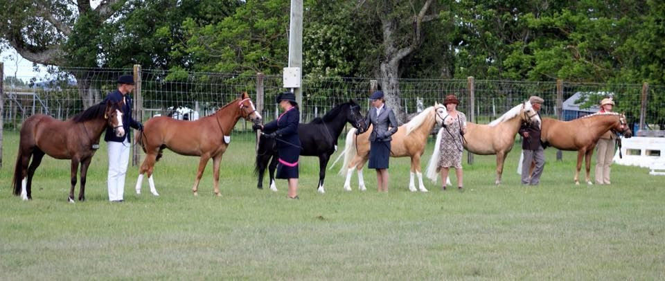 Taranaki Welsh Pony and Cob Show- 35th Annual Show