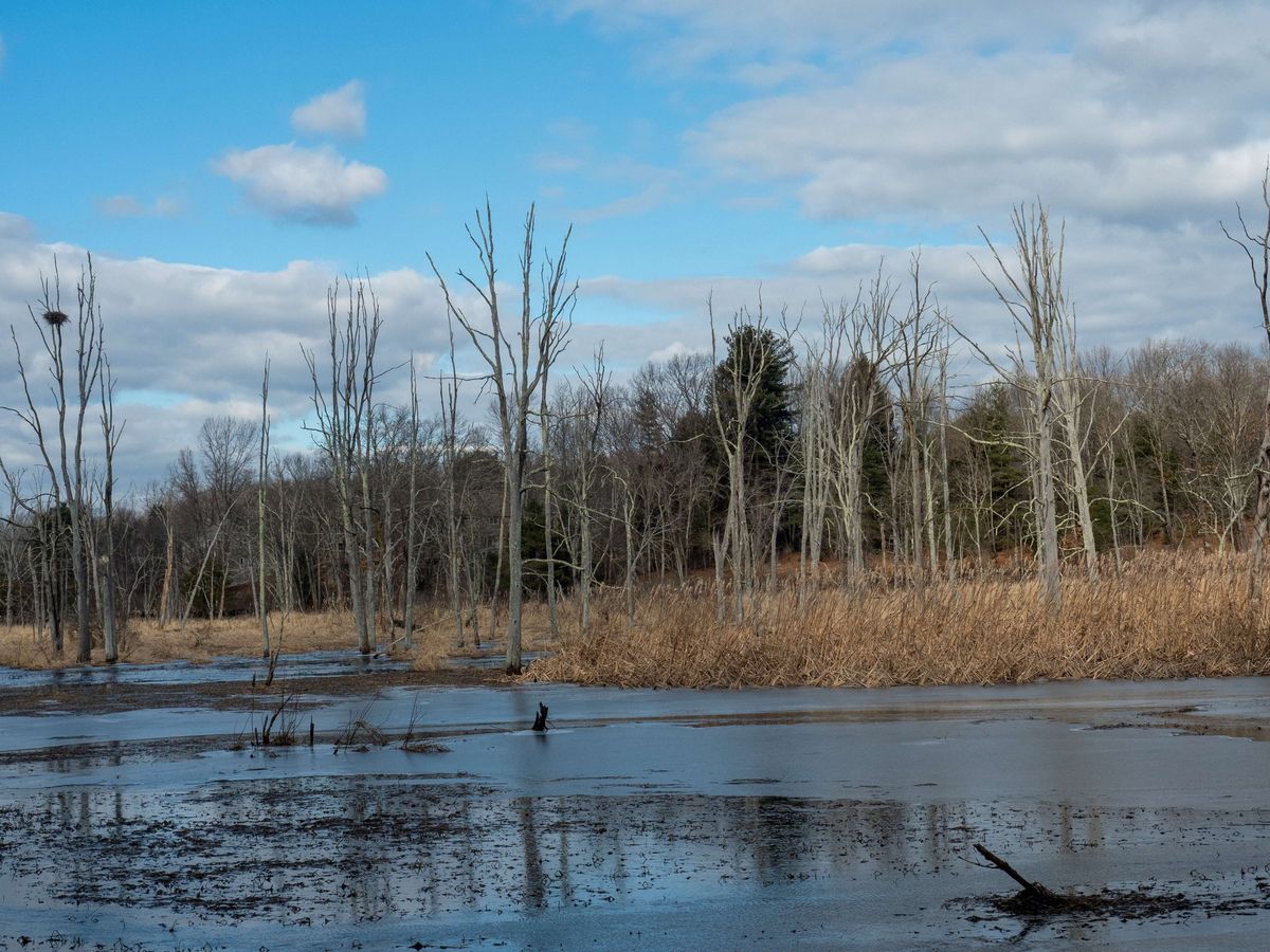 Early Winter Plant ID Nature Walk at Landham Brook Marsh & Lyons-Cutler Conservation Area