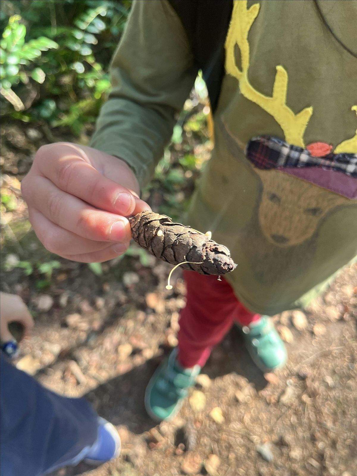 Family Hike: Mushrooms!