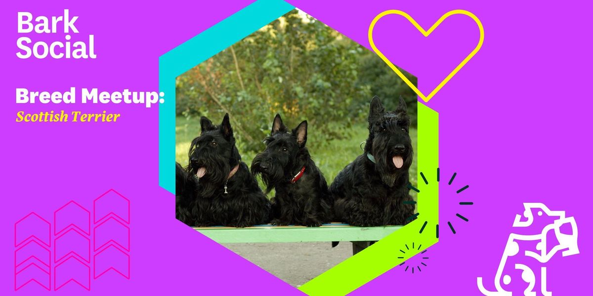 Breed Meetup: Scottish Terrier!