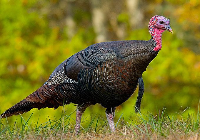 Park Pals: Terrific Turkeys