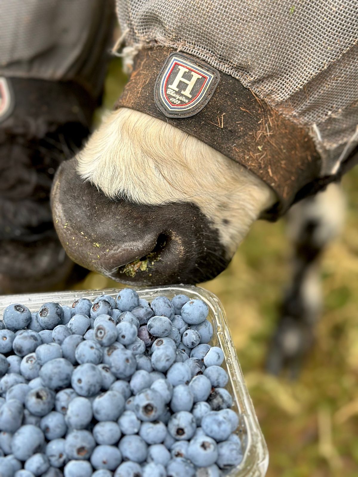 Blueberry Picking at Blueberry Hills on Comleroy