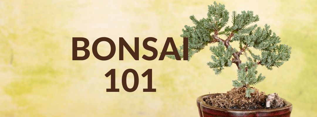 Bonsai 101 Workshop