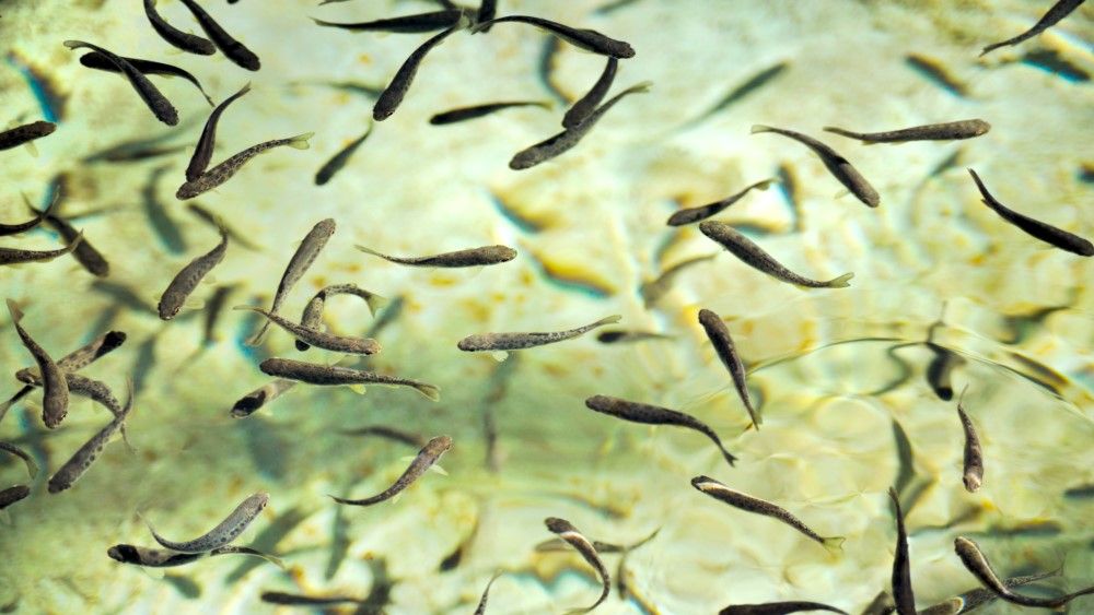 Moving Trout, Moved by Trout: A New Interdisciplinary Approach to Global Environmental Change