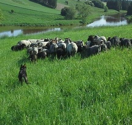 Paimennuskoe, bordercolliet ja australiankelpiet