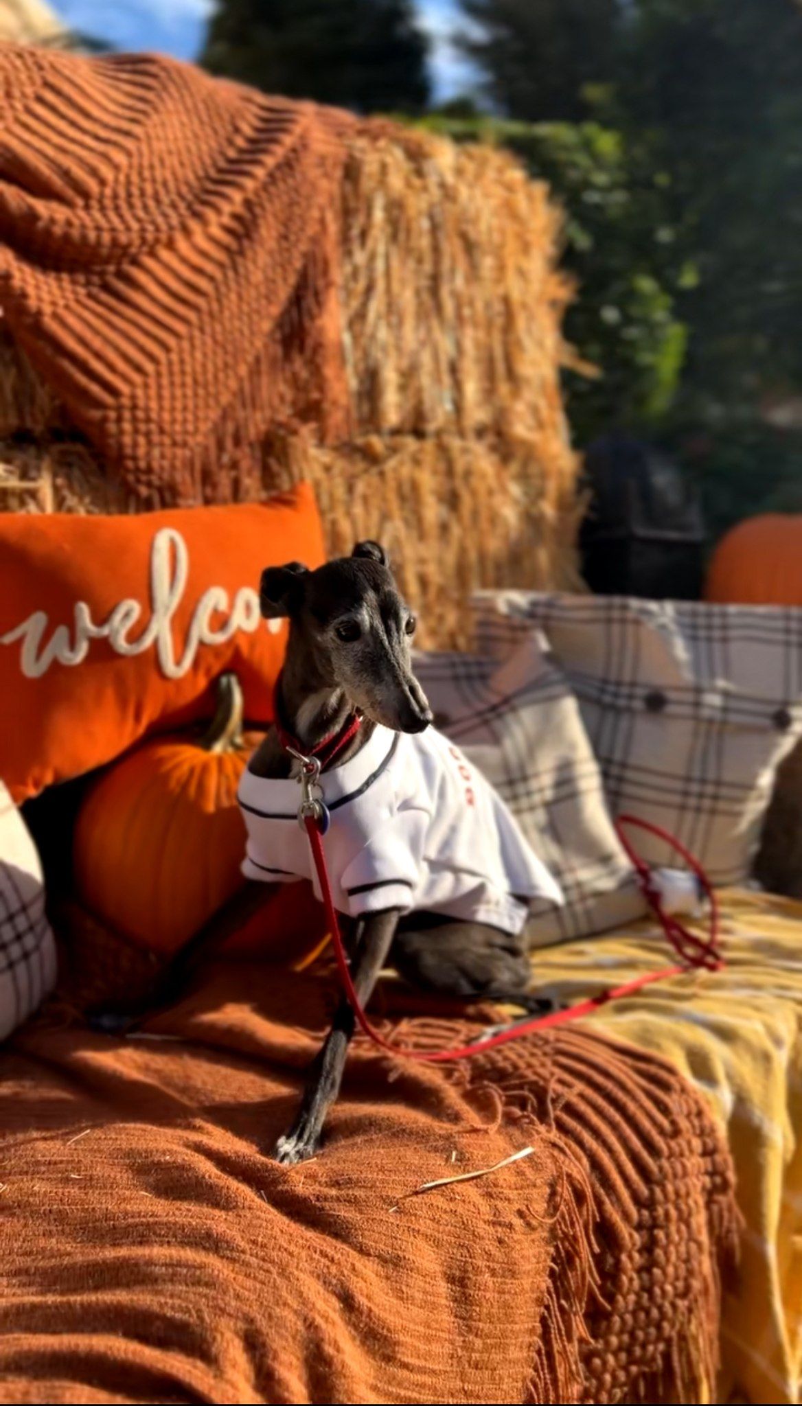 Howl-O-Ween Yappy Hour