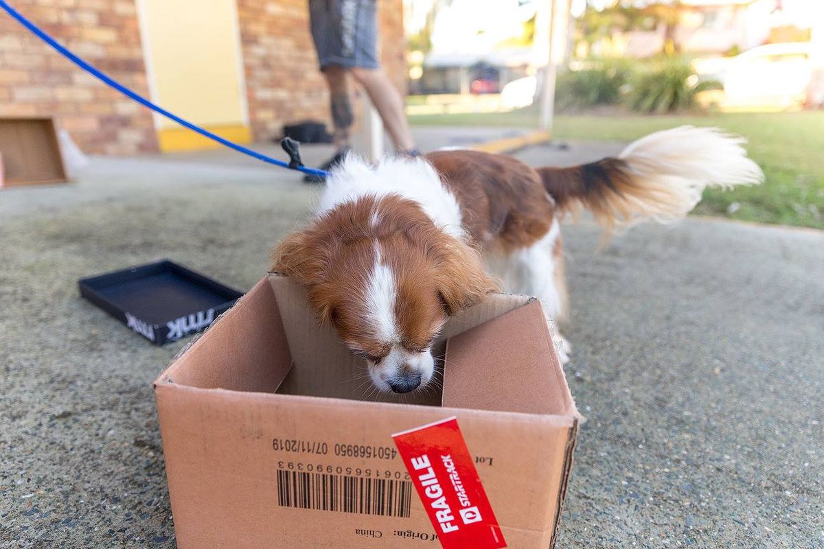 Introduction to Nosework - Chermside West