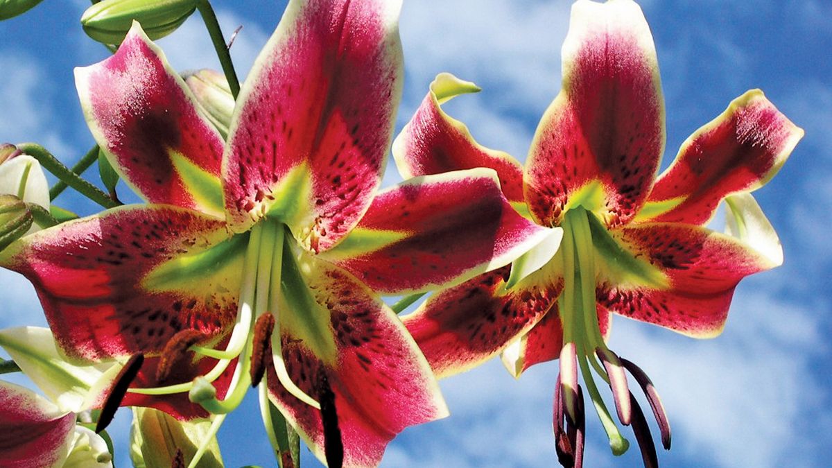 Stargazer Lilies