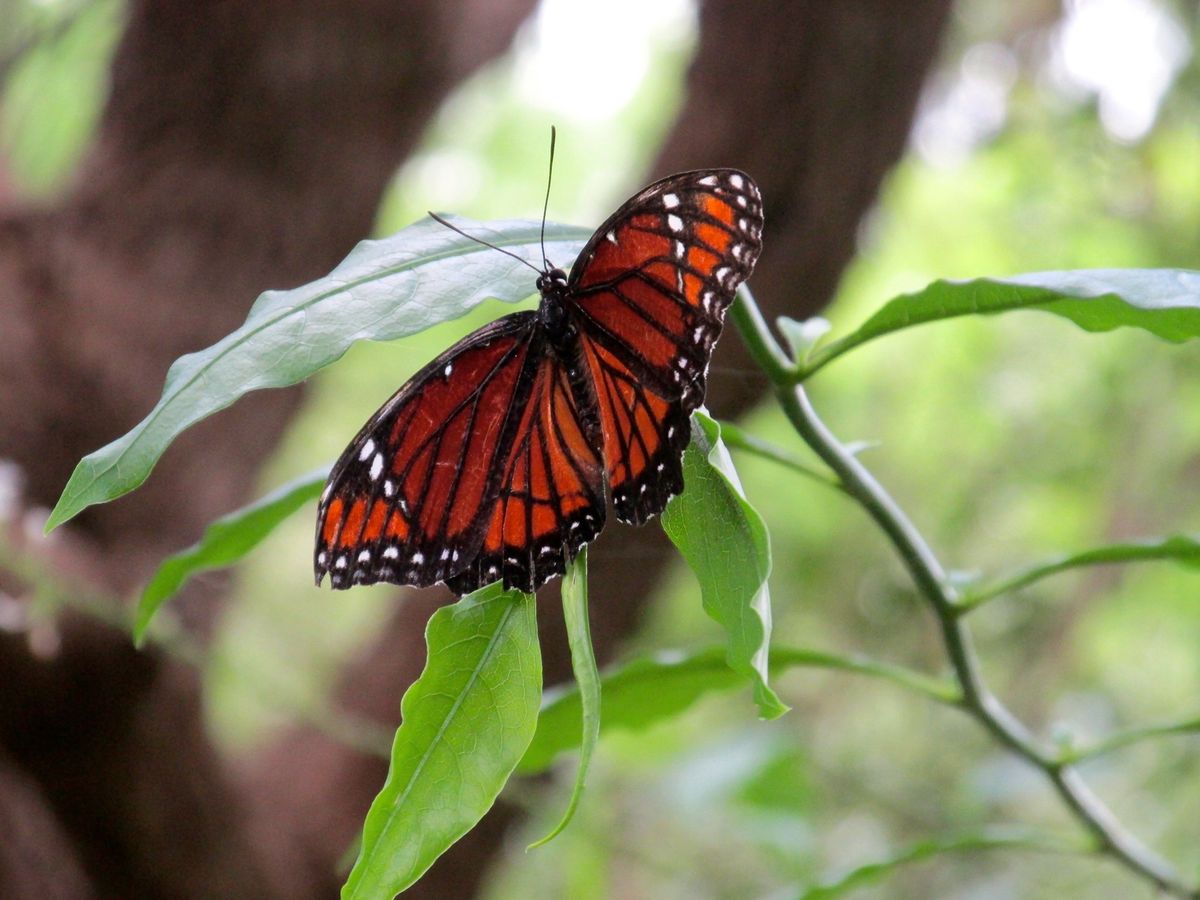 Butterfly Talk & Tour