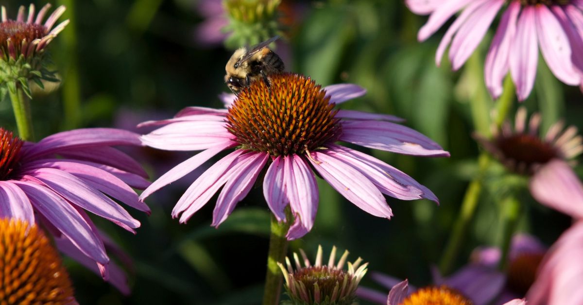 Guided Garden Tour: Pollinator Plants