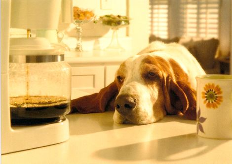 Breakfast with Bassets - Albany Location