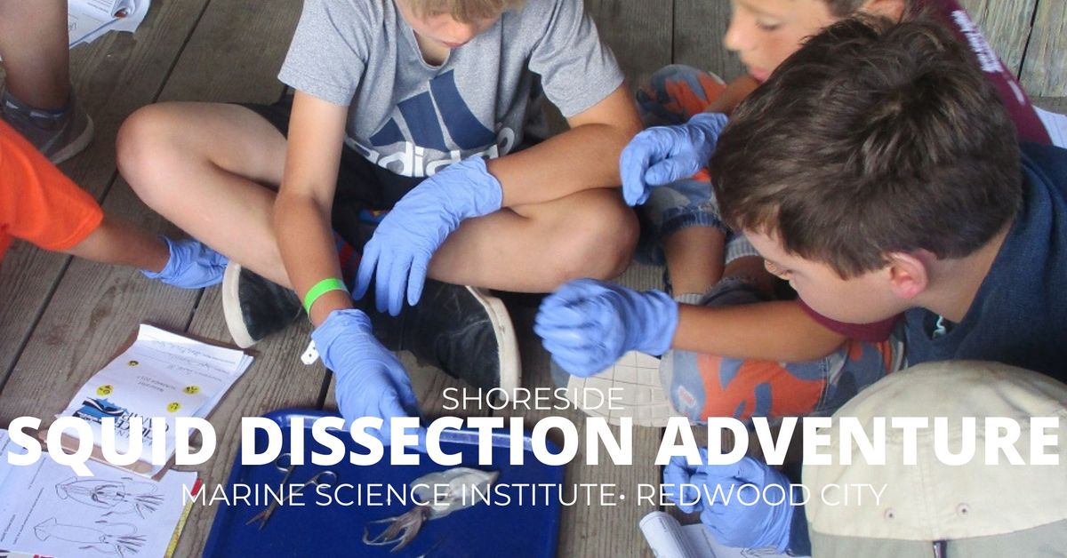 Shoreside - Squid Dissection Adventure